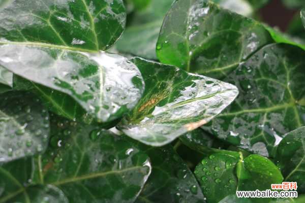 常春藤常见病害及防治