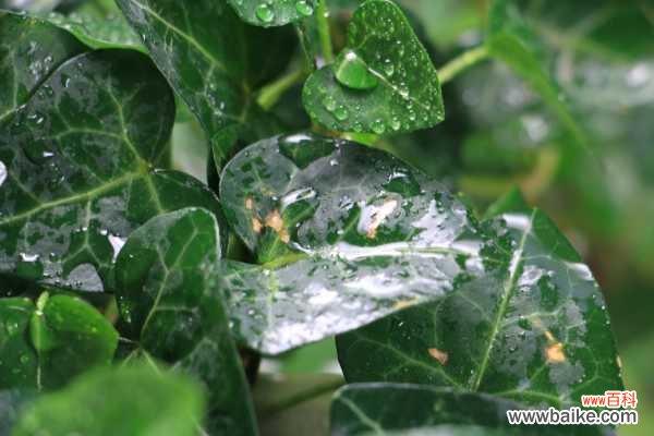 常春藤常见病害及防治