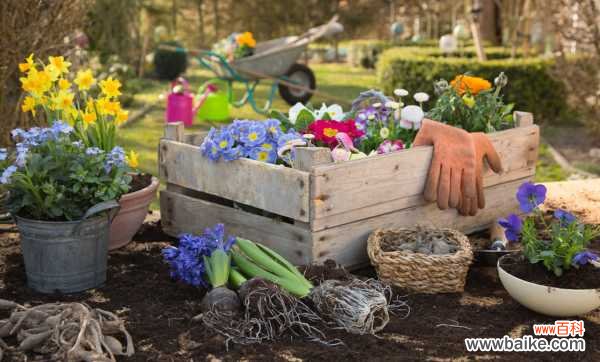 佛手掌叶子发软怎么办