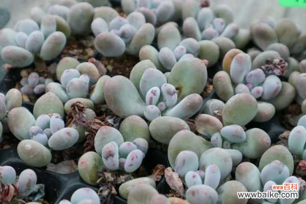 桃美人叶子长黑斑怎么办