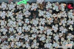 桃美人叶子长黑斑怎么办