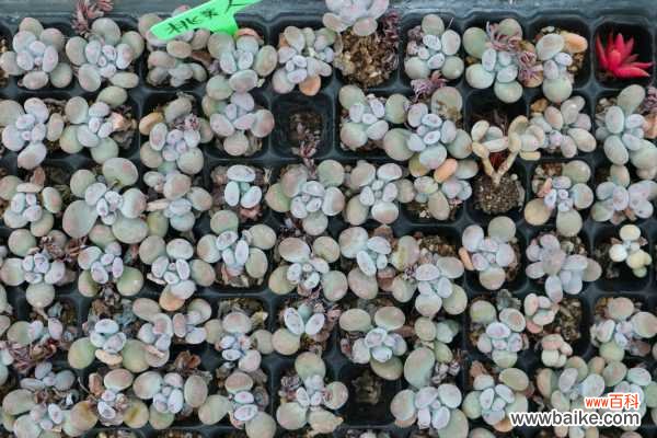 桃美人叶子长黑斑怎么办