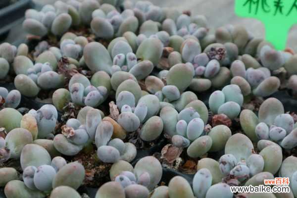 桃美人叶子长黑斑怎么办