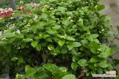 茉莉花叶斑病如何防治