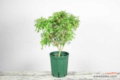 米兰叶子发黑怎么办