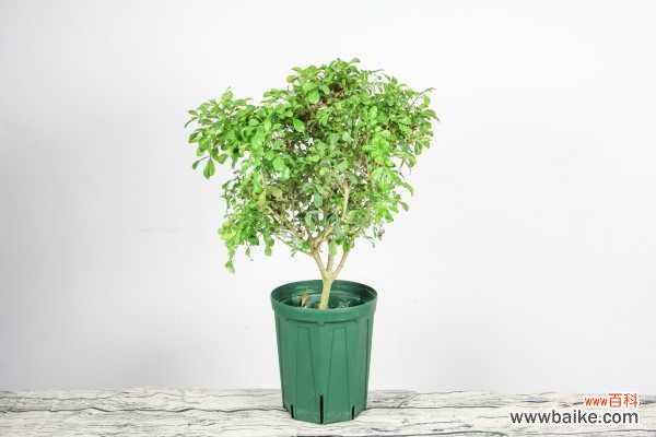 米兰叶子发黑怎么办