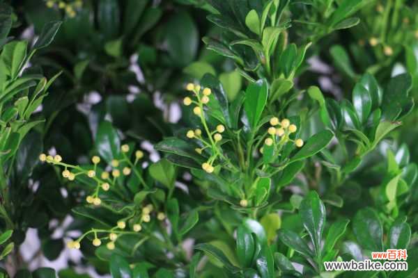 米兰叶子发黑怎么办