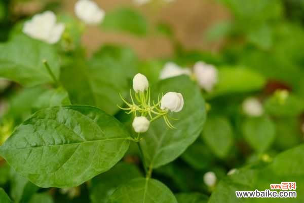 茉莉花枝枯病如何防治