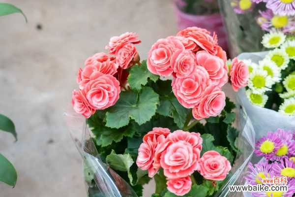 丽格海棠叶子枯萎卷曲怎么办