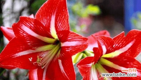 探寻朱顶红花所代表的情感和祝福 朱顶红的花语与美好心愿