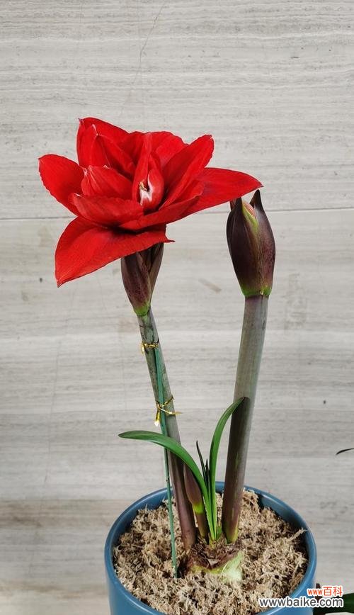 探寻朱顶红花所代表的情感和祝福 朱顶红的花语与美好心愿