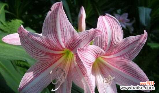 探寻朱顶红花所代表的情感和祝福 朱顶红的花语与美好心愿