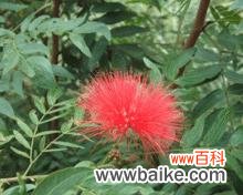 美丽绽放的朱樱花带来的希望与欢乐 朱樱花的花语与寓意