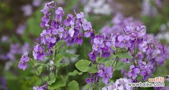 深入探索诸葛菜花的隐藏意义 诸葛菜花语解读