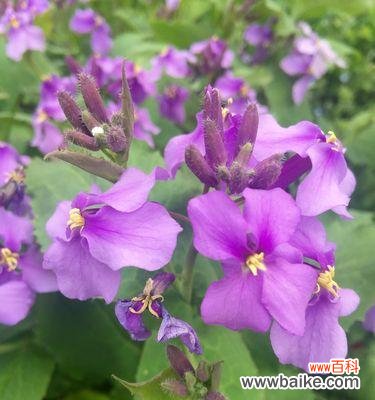 深入探索诸葛菜花的隐藏意义 诸葛菜花语解读