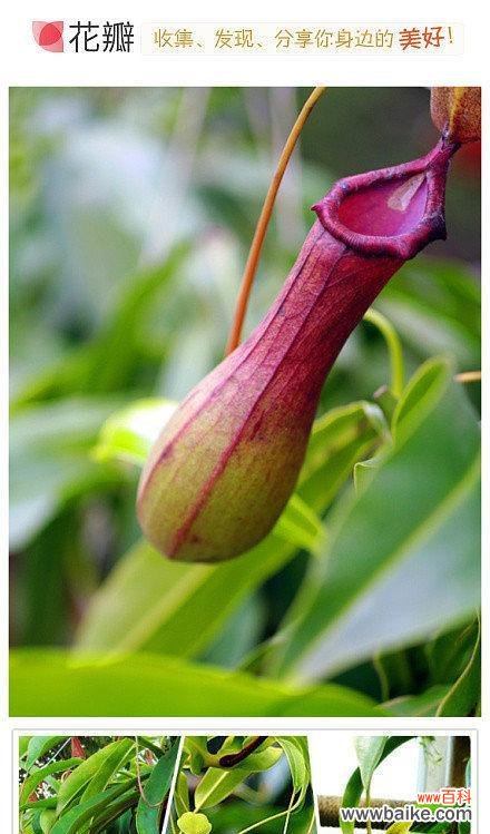 探寻猪笼草的神秘美丽 猪笼草花语与世界奇迹的对话