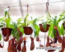 探寻猪笼草的神秘美丽 猪笼草花语与世界奇迹的对话