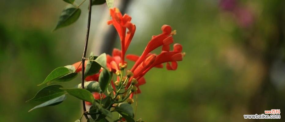 竹夹桃花的花语及寓意解读 竹夹桃花,寄情飘香