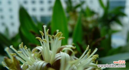 探寻竹子的深意 竹子的寓意和花语