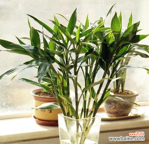 青山绿水间的永恒之笔 竹子