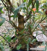 探索竹子的奇妙之处 竹子的特点和象征意义