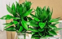 揭开竹子的象征意义 竹子