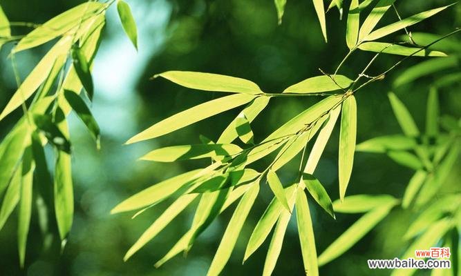 探索竹子在中华文化中的独特地位 竹子的象征意义与文化价值
