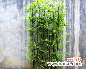 探索竹子在中华文化中的独特地位 竹子的象征意义与文化价值