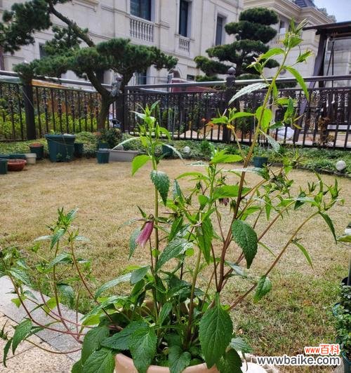 探寻紫斑风铃草的隐藏花语之谜 紫斑风铃草的花语与意义