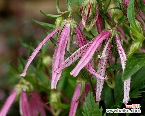 探寻紫斑风铃草的隐藏花语之谜 紫斑风铃草的花语与意义