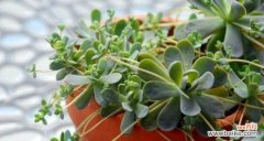 用莲花的花语传递纯洁与坚韧 以子持莲华，传递美好的花语