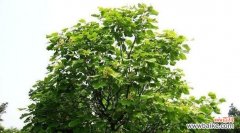 揭示万物生生不息的力量——以梓树为例 梓树的寓意与象征