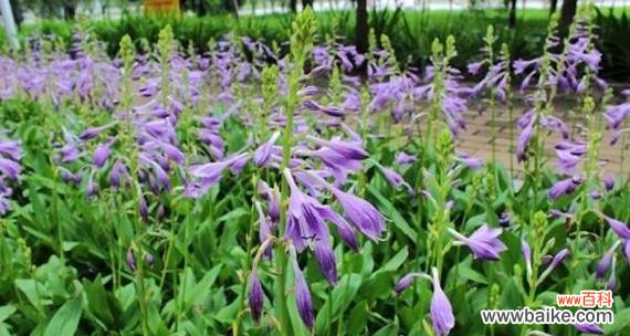 传递祝福与美好心愿的紫萼花 紫萼的花语与文化背景