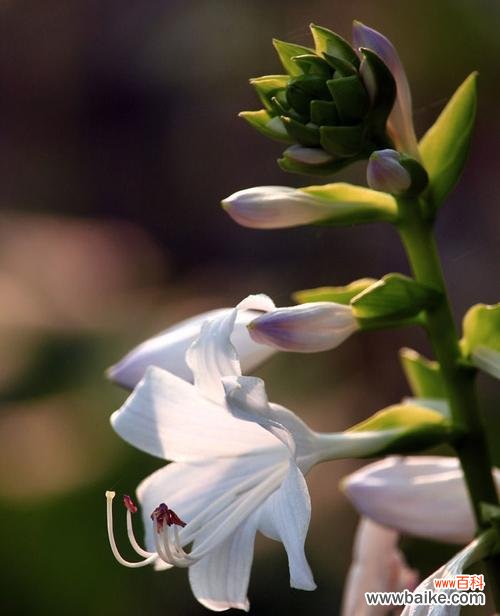 传递祝福与美好心愿的紫萼花 紫萼的花语与文化背景
