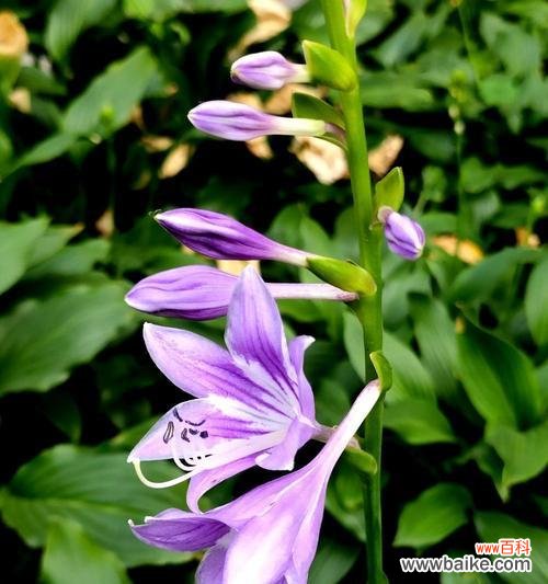 传递祝福与美好心愿的紫萼花 紫萼的花语与文化背景