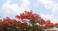 凤凰花的寓意和象征是什么？如何理解其文化意义？