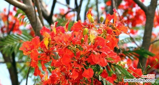 凤凰花的寓意和象征是什么？如何理解其文化意义？