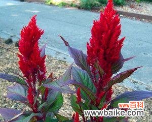 凤尾花的象征意义是什么?如何正确理解凤尾花的花语?