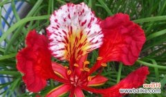 凤尾花的象征意义是什么？如何正确理解凤尾花的花语？