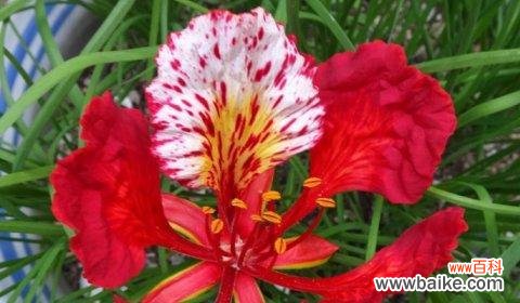 凤尾花的象征意义是什么?如何正确理解凤尾花的花语?