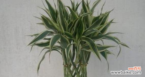 凤尾竹的风水寓意是什么？如何正确摆放凤尾竹？