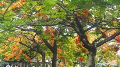 凤凰树的寓意是什么？如何在风水中应用凤凰树？