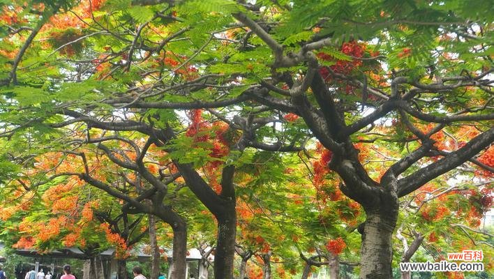 凤凰树的寓意是什么？如何在风水中应用凤凰树？