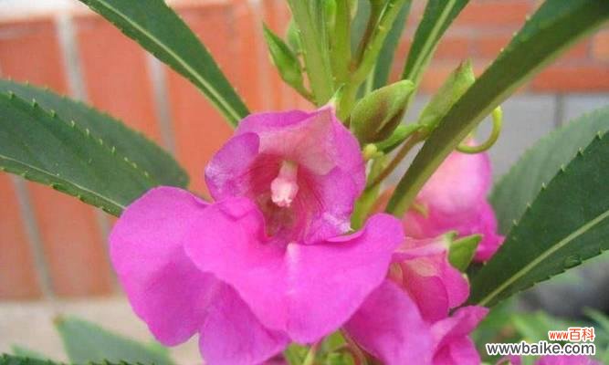 凤仙花有几种颜色?每种颜色的寓意是什么?