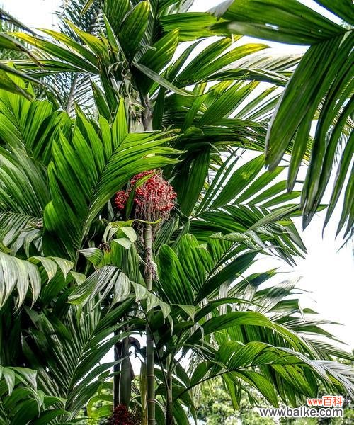 凤尾竹开花好吗？揭秘其风水寓意是什么？