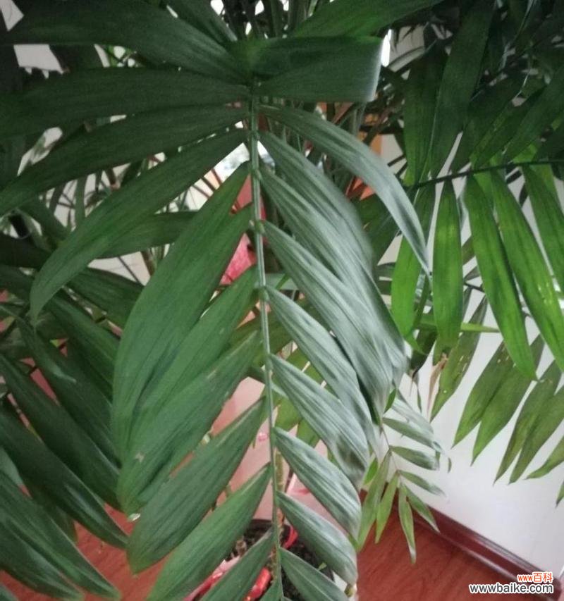 凤尾竹开花好吗？揭秘其风水寓意是什么？