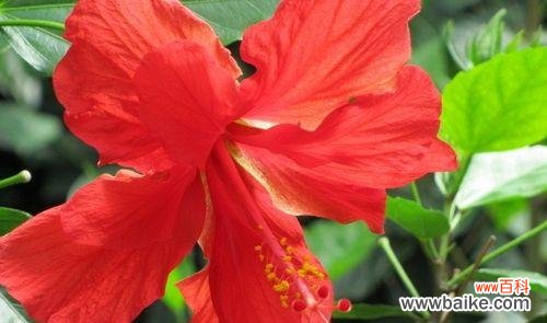 扶桑花代表什么意思？扶桑花的花语和象征意义是什么？