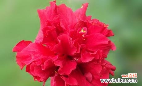 扶桑花代表什么意思？扶桑花的花语和象征意义是什么？