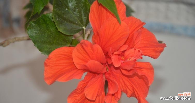 扶桑花代表什么意思？扶桑花的花语和象征意义是什么？