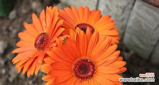 扶郎花代表什么意思？扶郎花的花语和象征意义是什么？